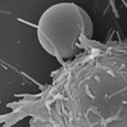 Macrophage phagocytant une bille de latex en MEB G=X10000