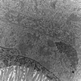 Virus dans noyau d'une cellule intestinale de drosophile en MET G=X30000