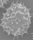 Pollen de Dahlia en MEB G=X2500