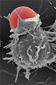 Phagocytose d'une bille de latex par un macrophage en MEB G=X10000