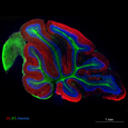 Coupe de cervelet de souris, zebrine II(rouge)cellules de Purkinje-Epsilon toxin(vert) substance blanche-Hoechst (bleu) noyaux
