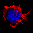 Cytosquelette d'actine ( rouge) et  noyau (bleu) d'un macrophage - M confocale - G=X1700