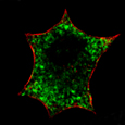 Cytosquelette d'actine (rouge) et granules de sécrétion (verts) dans une cellule chromaffine bovine - M confocale- G=X1700 