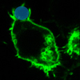 Phagocytose d'une bille de latex (bleu) par  un macrophage vivant exprimant GFP-RalA - M confocale- G=X1700 
