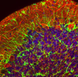 Cellules de Purkinje (rouge) et astrocytes (vert) dans une tranche aigüe de cervelet -M confocale- G=X200