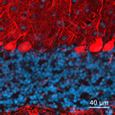 Tranche aigüe de cervelet. Marquages de la calbindin D-28K (rouge) dans les  cellules de Purkinje et des noyaux(bleu) - M confocale