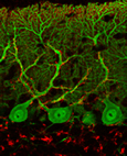 Synapses de fibres grimpantes (rouge) sur des  cellules de Purkinje (vert) - M confocale- G=X300 