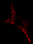 Granules de sécrétion dans une cellule chromaffine bovine - M confocale- G=X1400 