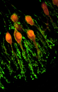 Culture organotypique cervelet souris,cellules de Purkinje, calbindin D-28K (rouge) et proteine Thy1,2 membrane plasmique (vert)