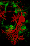 Culture primaire de cellules de Purkinje (rouge), et d'interneurones inhibiteurs GABA (vert) - M confocale - G=X400